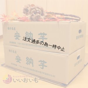 画像6: 安納芋と安納黄金(こがね)食べ比べ2箱セット Mサイズ   【2025年度のご予約受付中】