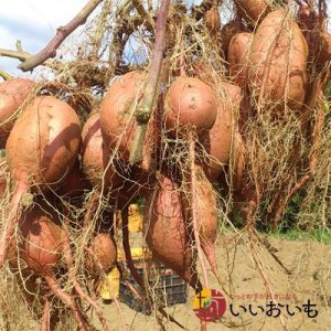 画像7: 安納芋と安納黄金(こがね)食べ比べ2箱セット　Mサイズ   【2026年度ご予約開始】  