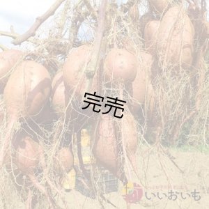 画像7: 安納芋と安納黄金(こがね)食べ比べ2箱セット　Sサイズ  【今シーズンの受付は終了いたしました】  