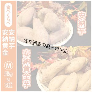 画像1: 安納芋と安納黄金(こがね)食べ比べ2箱セット　Mサイズ   【2025年度のご予約受付中】  