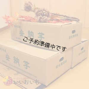 画像3: 安納黄金　Lサイズ(3箱セット)  【2025年度のご予約開始まで今しばらくお待ちください】  