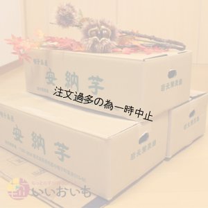 画像3: 安納黄金　コロコロサイズ(3箱セット)   【2025年度のご予約受付中】  