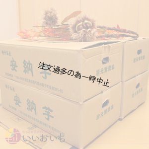 画像3: 安納黄金　Lサイズ(4箱セット)  【2025年度のご予約受付中】  