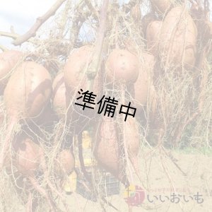 画像3: 安納芋　コロコロ2Sサイズ  【2026年度ご予約開始】  