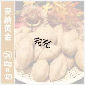 画像1: 安納黄金　コロコロサイズ  【今シーズンの受付は終了いたしました】  