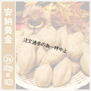 画像1: 安納黄金　コロコロサイズ  【2025年度のご予約受付中】  