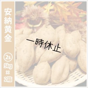 画像1: 安納黄金　コロコロサイズ(2箱セット)   【一時休止中】  