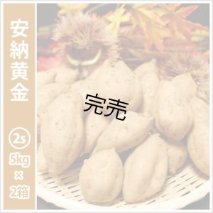 画像1: 安納黄金　コロコロサイズ(2箱セット)   【今シーズンの受付は終了いたしました】  