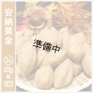 画像1: 安納黄金　コロコロサイズ(2箱セット)   【2026年度ご予約開始】  