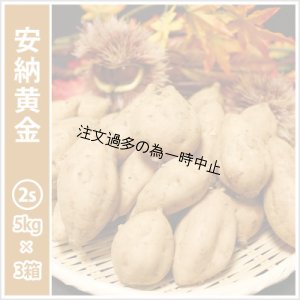 画像1: 安納黄金　コロコロサイズ(3箱セット)   【2025年度のご予約受付中】  