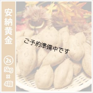 画像1: 安納黄金　コロコロサイズ(4箱セット)   【2025年度のご予約開始まで今しばらくお待ちください】  