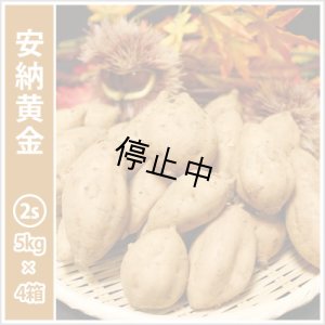 画像1: 安納黄金　コロコロサイズ(4箱セット)   【2026年度ご予約開始】  