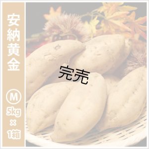 画像1: 安納黄金　Mサイズ   【今シーズンの受付は終了いたしました】  