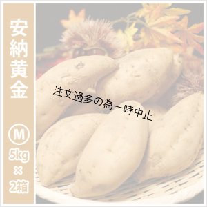 画像1: 安納黄金 Mサイズ(2箱セット)   【2025年度のご予約受付中】