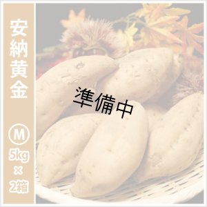 画像1: 安納黄金　Mサイズ(2箱セット)   【2026年度ご予約開始】  