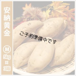 画像1: 安納黄金　Mサイズ(3箱セット)  【2025年度のご予約開始まで今しばらくお待ちください】  