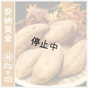 画像1: 安納黄金　Mサイズ(4箱セット)   【2026年度ご予約開始】  