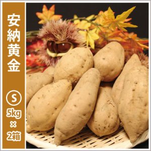 画像1: 安納黄金　Sサイズ(2箱セット)   【2026年度ご予約開始】  