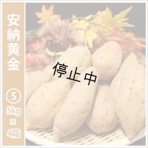 画像1: 安納黄金　Sサイズ(4箱セット)   【2026年度ご予約開始】  