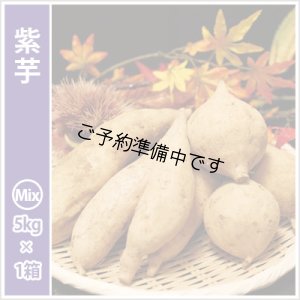 画像1: 紫芋　S〜Lサイズミックス  【2025年度のご予約開始まで今しばらくお待ちください】  