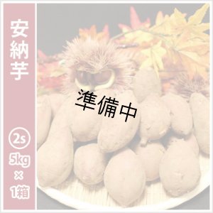 画像1: 安納芋　コロコロ2Sサイズ  【2026年度ご予約開始】  