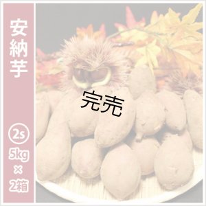 画像1: 安納芋　コロコロ2Sサイズ(2箱セット)   【今シーズンの受付は終了いたしました】  