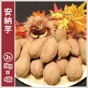 画像1: 安納芋　コロコロ2Sサイズ(4箱セット)   【2025年度のご予約受付中】  