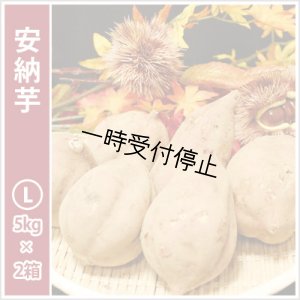 画像1: 安納芋　Lサイズ(2箱セット)   【2024年度のご予約スタート！お届けは12月初旬予定！】  