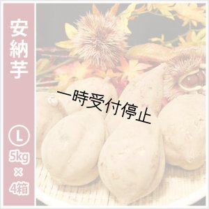 画像1: 安納芋　Lサイズ(4箱セット)   【2024年度のご予約スタート！お届けは12月初旬予定！】  