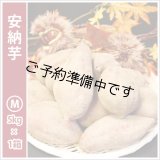 安納芋　Mサイズ  【2025年度のご予約開始まで今しばらくお待ちください】  