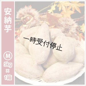 画像1: 安納芋　Mサイズ  【2024年度のご予約スタート！お届けは12月初旬予定！】  