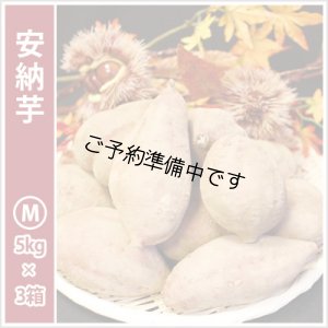 画像1: 安納芋　Mサイズ(3箱セット)   【2025年度のご予約開始まで今しばらくお待ちください】  
