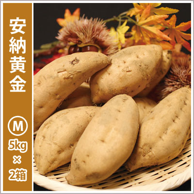 安納黄金　Mサイズ(2箱セット) 【今シーズンの受付は終了いたしました。】