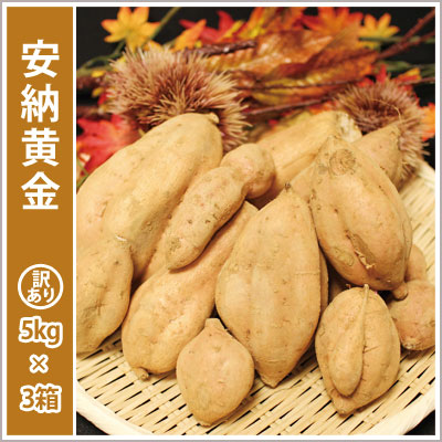 訳あり安納黄金(3箱セット) 【選別後 収穫量を見て販売可能か判断いたします】