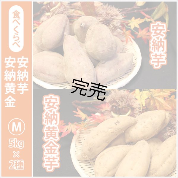 画像1: 安納芋と安納黄金(こがね)食べ比べ2箱セット　Mサイズ <br><span class="red">【今シーズンの受付は終了いたしました】</span><br /> (1)