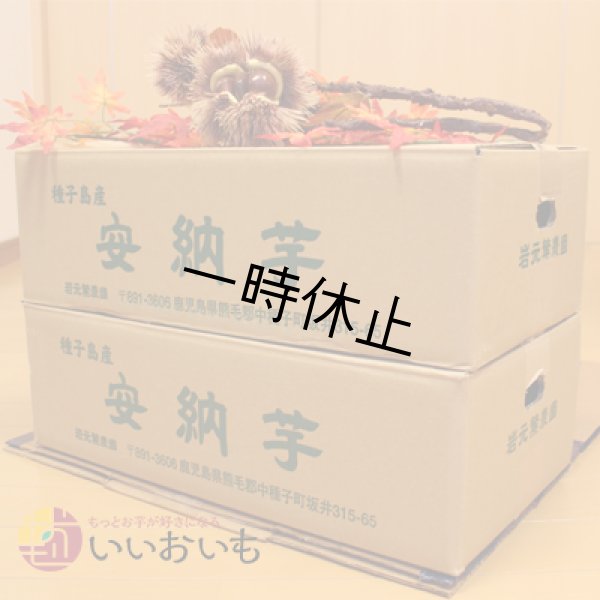 画像3: 安納黄金　コロコロサイズ(2箱セット) <br><span class="red">【一時休止中】</span><br /> (3)
