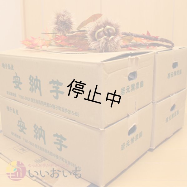 画像3: 訳あり安納黄金(4箱セット)<br><span class="red">【選別後 収穫量を見て販売可能か判断いたします】</span><br /> (3)