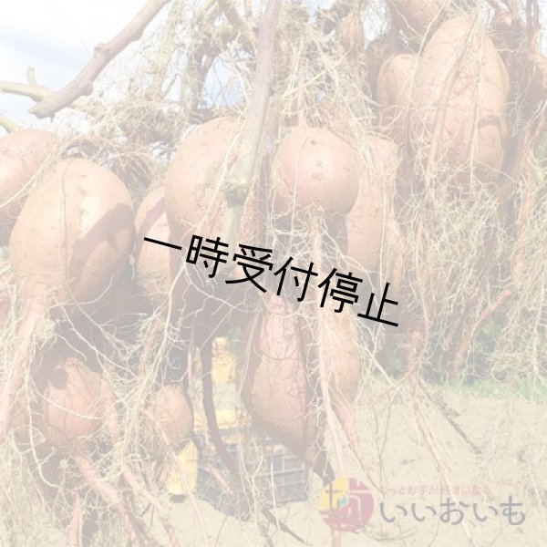 画像3: 安納芋　Sサイズ　<br><span class="red">【2024年度のご予約スタート！お届けは12月初旬予定！】</span><br /> (3)