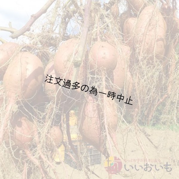 画像3: 安納芋　Sサイズ　<br><span class="red">【2025年度のご予約受付中】</span><br /> (3)