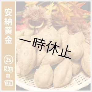 画像: 安納黄金　コロコロサイズ  【一時休止中】  