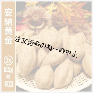 画像: 安納黄金　コロコロサイズ  【2025年度のご予約受付中】  
