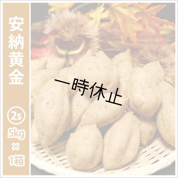 画像1: 安納黄金　コロコロサイズ<br><span class="red">【一時休止中】</span><br /> (1)