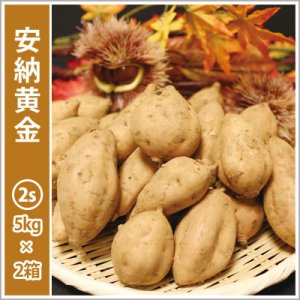 画像: 安納黄金 コロコロサイズ(2箱セット) 【2026年度ご予約開始】