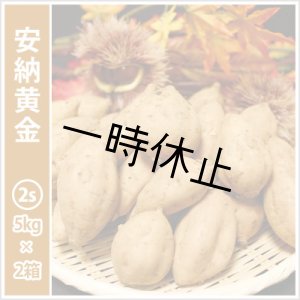 画像: 安納黄金　コロコロサイズ(2箱セット)   【一時休止中】  