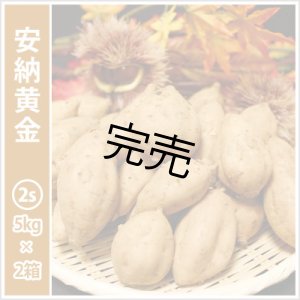 画像: 安納黄金　コロコロサイズ(2箱セット)   【今シーズンの受付は終了いたしました】  