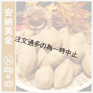 画像: 安納黄金　コロコロサイズ(2箱セット)   【2025年度のご予約受付中】  