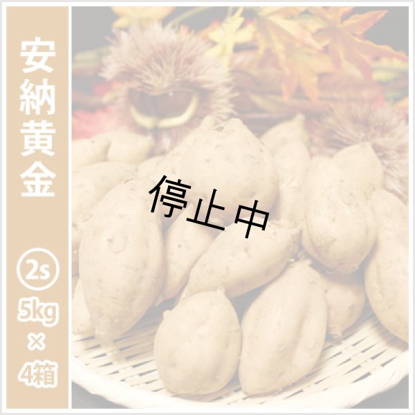 画像1: 安納黄金　コロコロサイズ(4箱セット) <br><span class="red">【2026年度ご予約開始】</span><br /> (1)