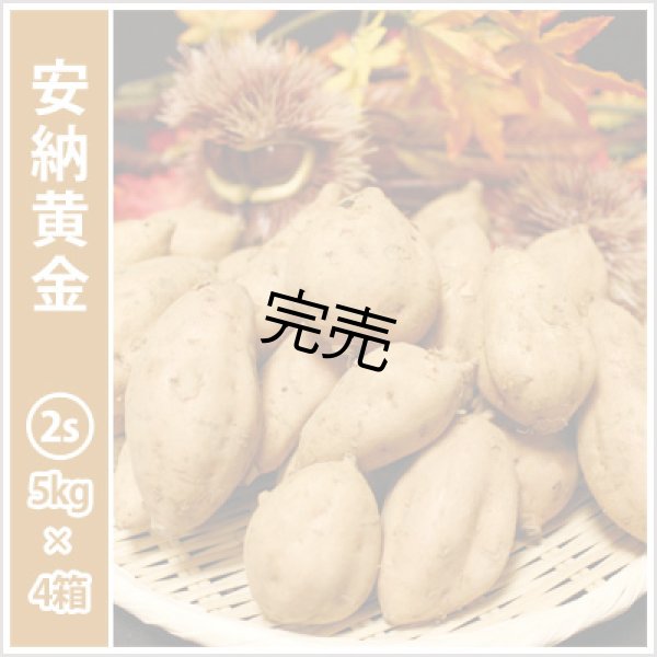 画像1: 安納黄金　コロコロサイズ(4箱セット) <br><span class="red">【今シーズンの受付は終了いたしました】</span><br /> (1)