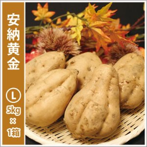 画像: 安納黄金 Lサイズ 【2026年度ご予約開始】