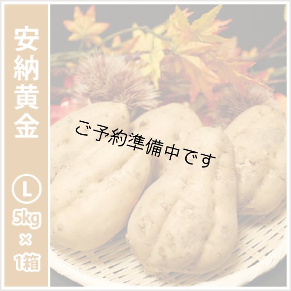 画像1: 安納黄金　Lサイズ<br><span class="red">【2025年度のご予約開始まで今しばらくお待ちください】</span><br /> (1)